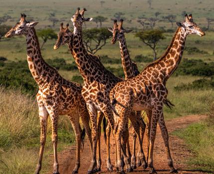 Voyage sur-mesure, Safari Tanzanie en avion & Rencontre avec des chimpanzés