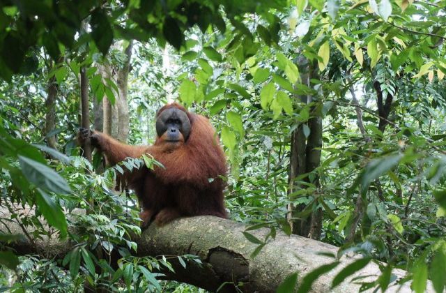 Voyage sur-mesure, Rencontre avec les orang-outangs de Gunung Leuser