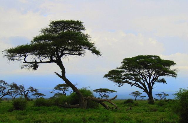 Voyage sur-mesure, Quand partir au Kenya ?