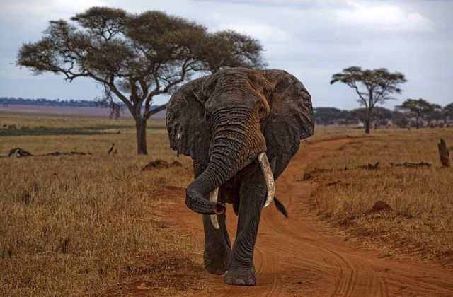 Voyage sur-mesure, Quels parcs nationaux voir dans le nord de la Tanzanie ?