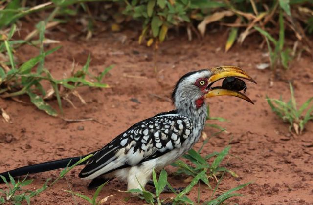 Voyage sur-mesure, Que voir au parc Kruger ?