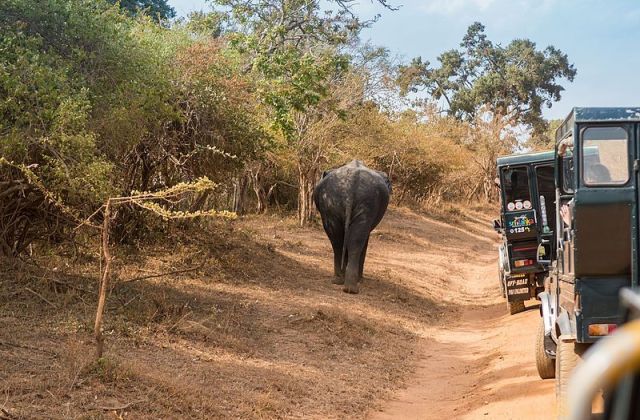 Voyage sur-mesure, Visiter le parc Yala