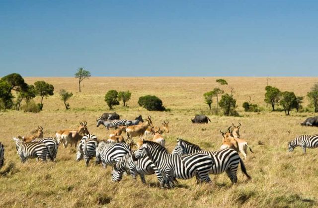 Voyage sur-mesure, Le parc national du Masai Mara : un joyau de la faune africaine