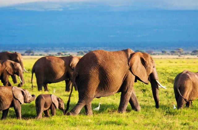 Voyage sur-mesure, Que voir au parc national d'Amboseli ?