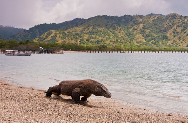 Voyage sur-mesure, Voir les dragons de Komodo