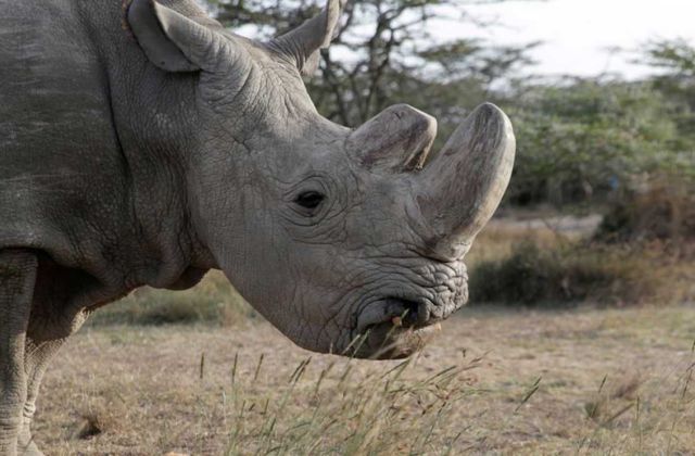 Voyage sur-mesure, Les  rhinocéros de Hluhluwe-Umfolozi