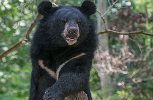 Voyage sur-mesure, Le cœur du Laos et ses animaux sauvages