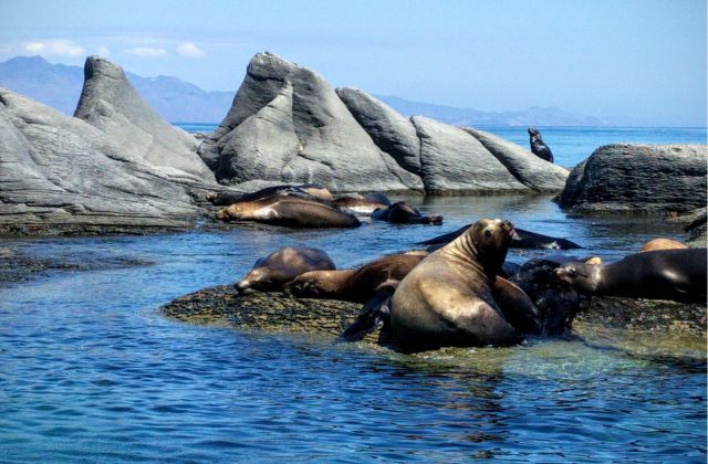 Voyage sur-mesure, Exploration de la faune en Basse-Californie, Mexique