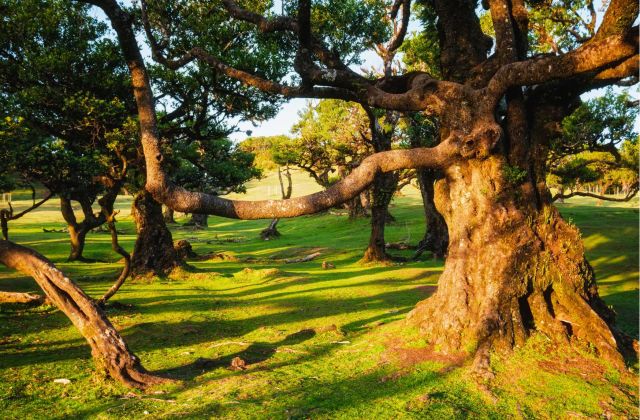 Voyage sur-mesure, Exploration de la forêt de Fanal, un trésor de Madère