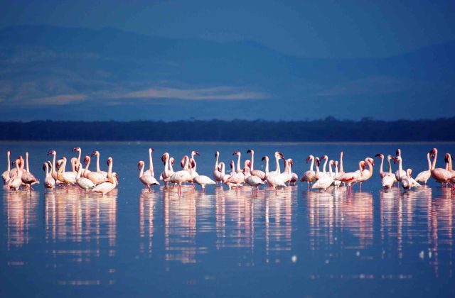 Voyage sur-mesure, Que voir autour du lac Nakuru ?