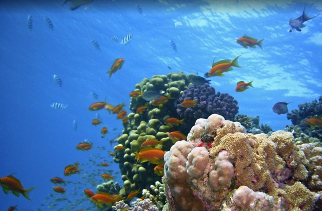 Voyage sur-mesure, Mer Rouge, paradis des plongeurs