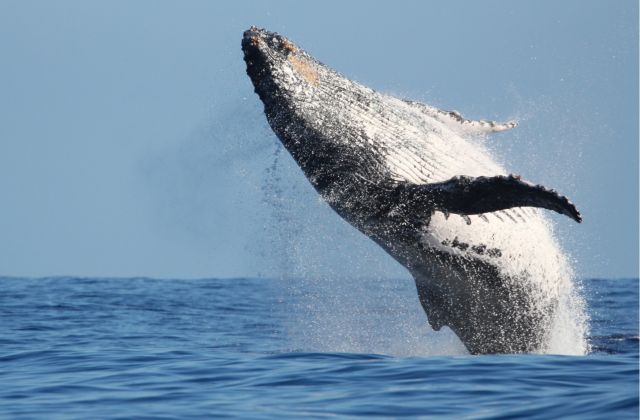 Voyage sur-mesure, Où et quand voir les baleines à La Réunion