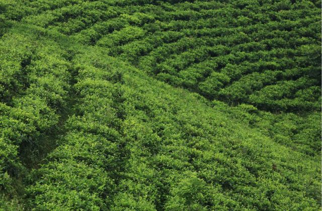Voyage sur-mesure, Les plantations de thé et de café du sud du Laos