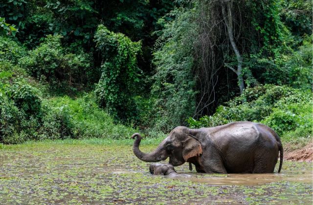 Voyage sur-mesure, Pourquoi le Laos est surnommé “le pays du million d’éléphants” ?