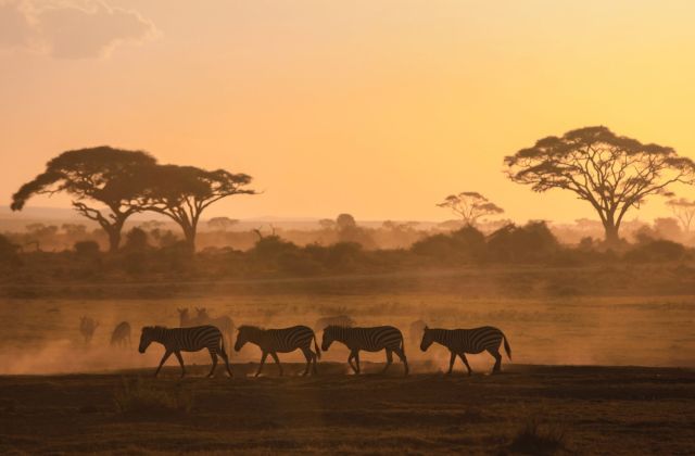 Voyage sur-mesure, Où faire un safari au Kenya