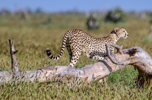 Voyage sur-mesure, Visiter le parc national de Tsavo au Kenya