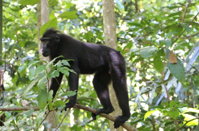 Voyage sur-mesure, Le parc national de Tangkoko