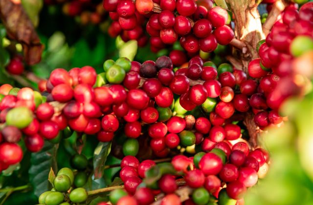 Voyage sur-mesure, Buon Ma Thuot, une terre de Café