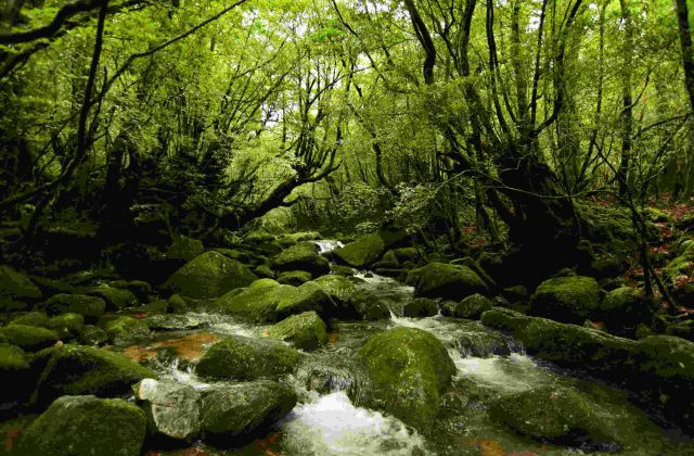 Voyage sur-mesure, Les îles forestières japonaises