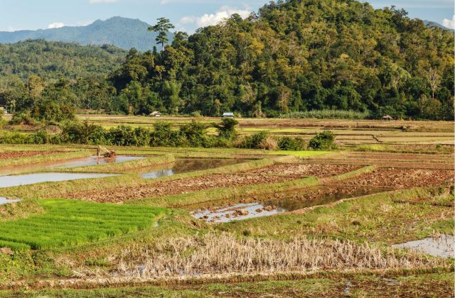 Voyage sur-mesure, La culture du riz au Laos