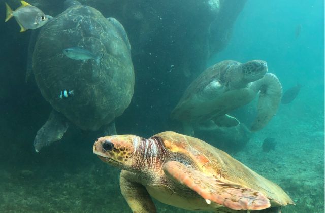 Voyage sur-mesure, Le centre Kélonia et ses tortues marines
