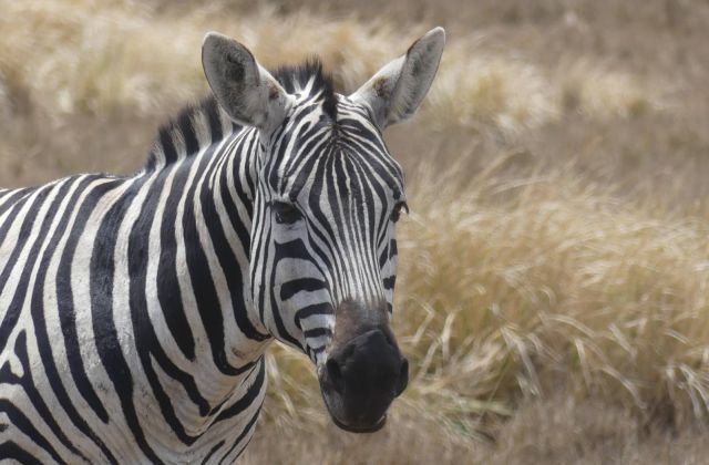 Voyage sur-mesure, Quand faire un safari en Tanzanie ?