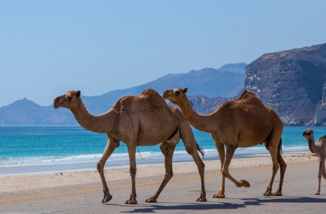 Oman