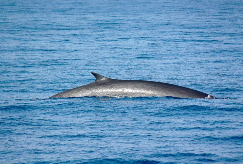 A la rencontre des baleines des îles Mingan