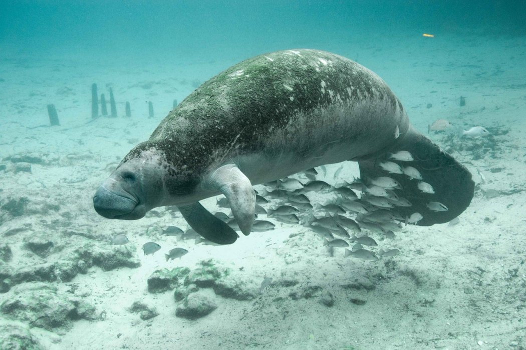 En Floride, notre rencontre avec l' Hu-manatee !