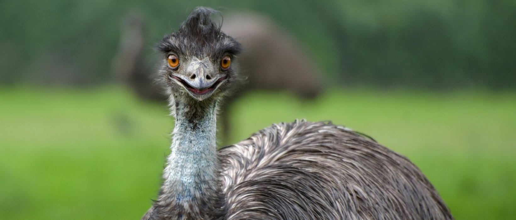 Où observer les animaux en Australie ?