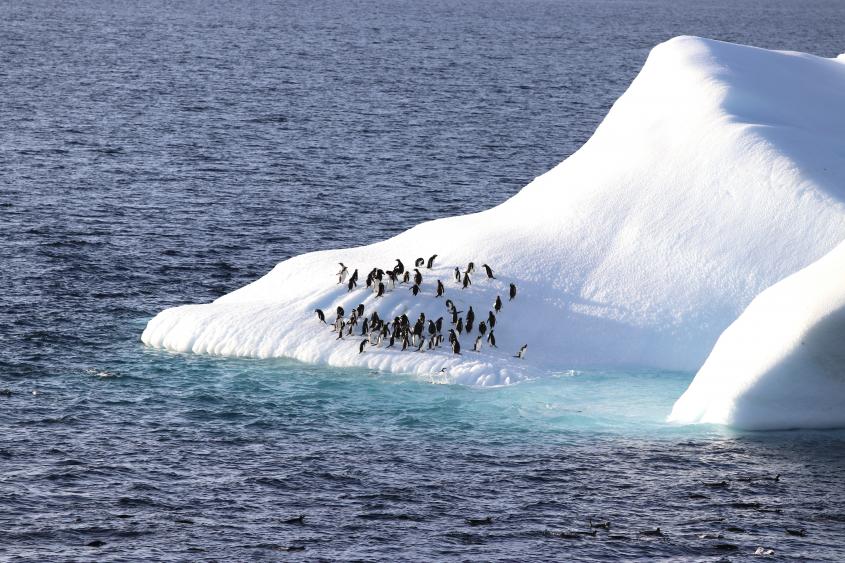 Croisière en Antarctique : l'Aventure au bout du monde  !