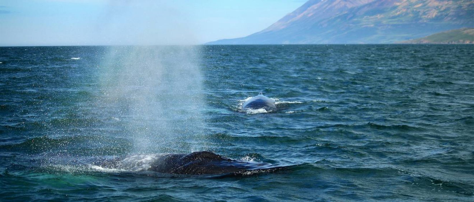 Où observer les baleines dans le monde ?