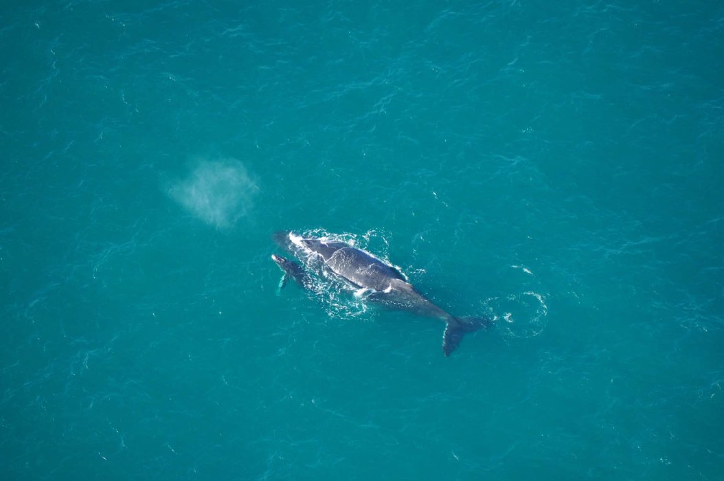 Plonger avec les baleines à bosse au Mozambique