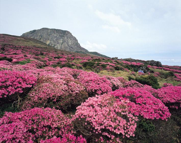 5 joyaux naturels à découvrir sur l'île de Jeju, en Corée du Sud