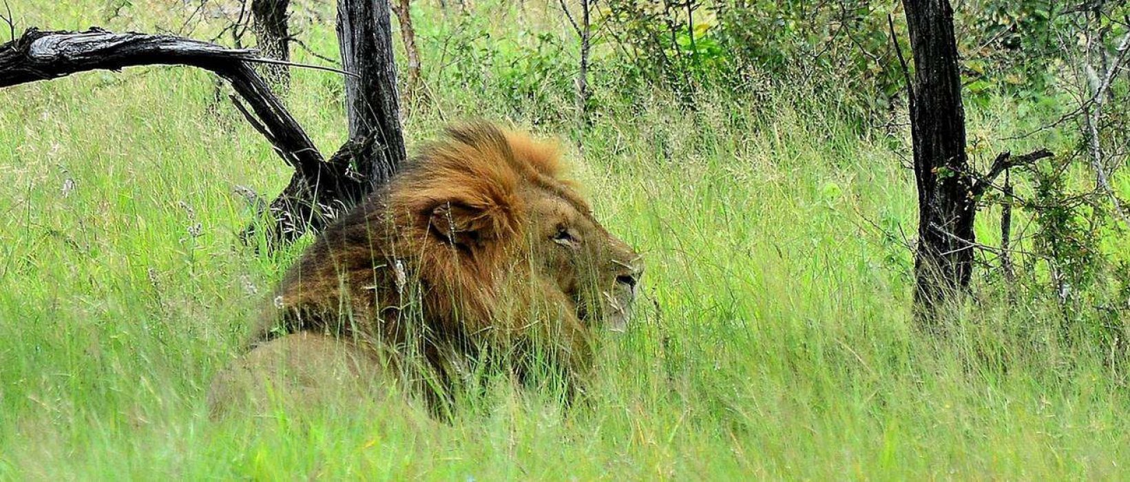 Où et quand faire les plus beaux safaris en Afrique ?