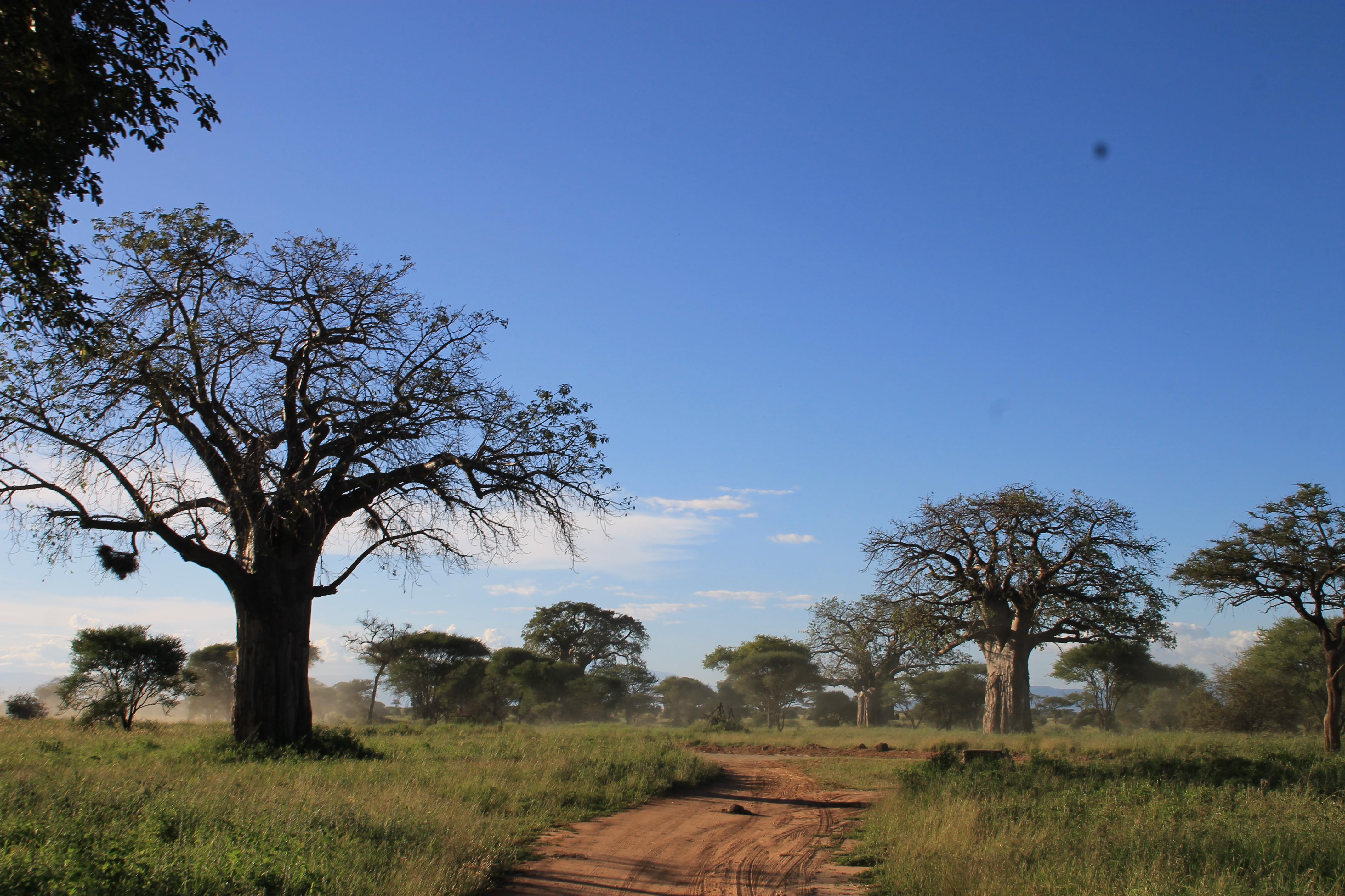 Le safari en Afrique avec Jennifer