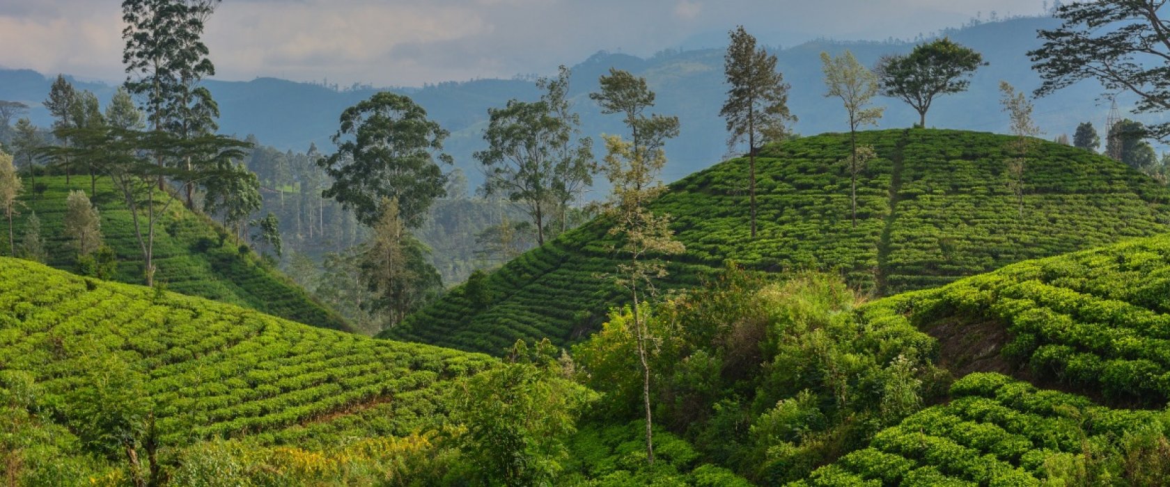 Bien choisir son thé au Sri Lanka