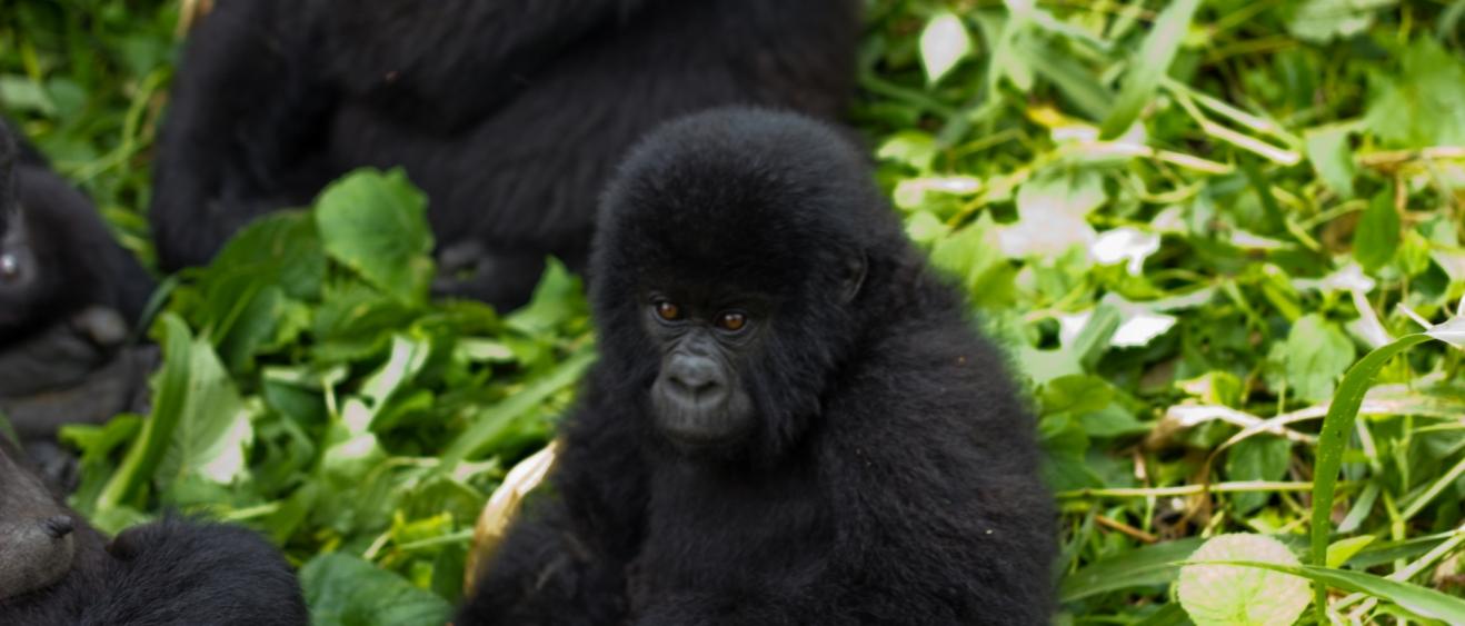 À la rencontre des derniers gorilles des montagnes au Rwanda