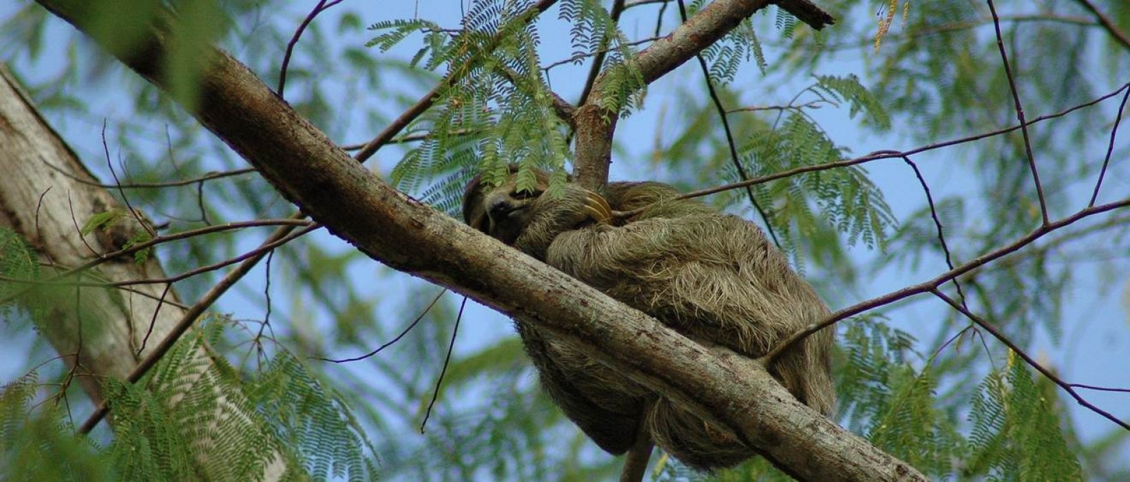 La faune de la canopée au Costa Rica