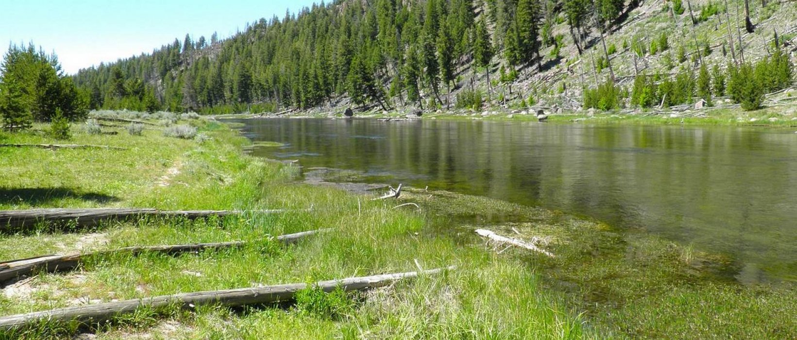 Les incendies dans Yellowstone, garants de la biodiversité ?