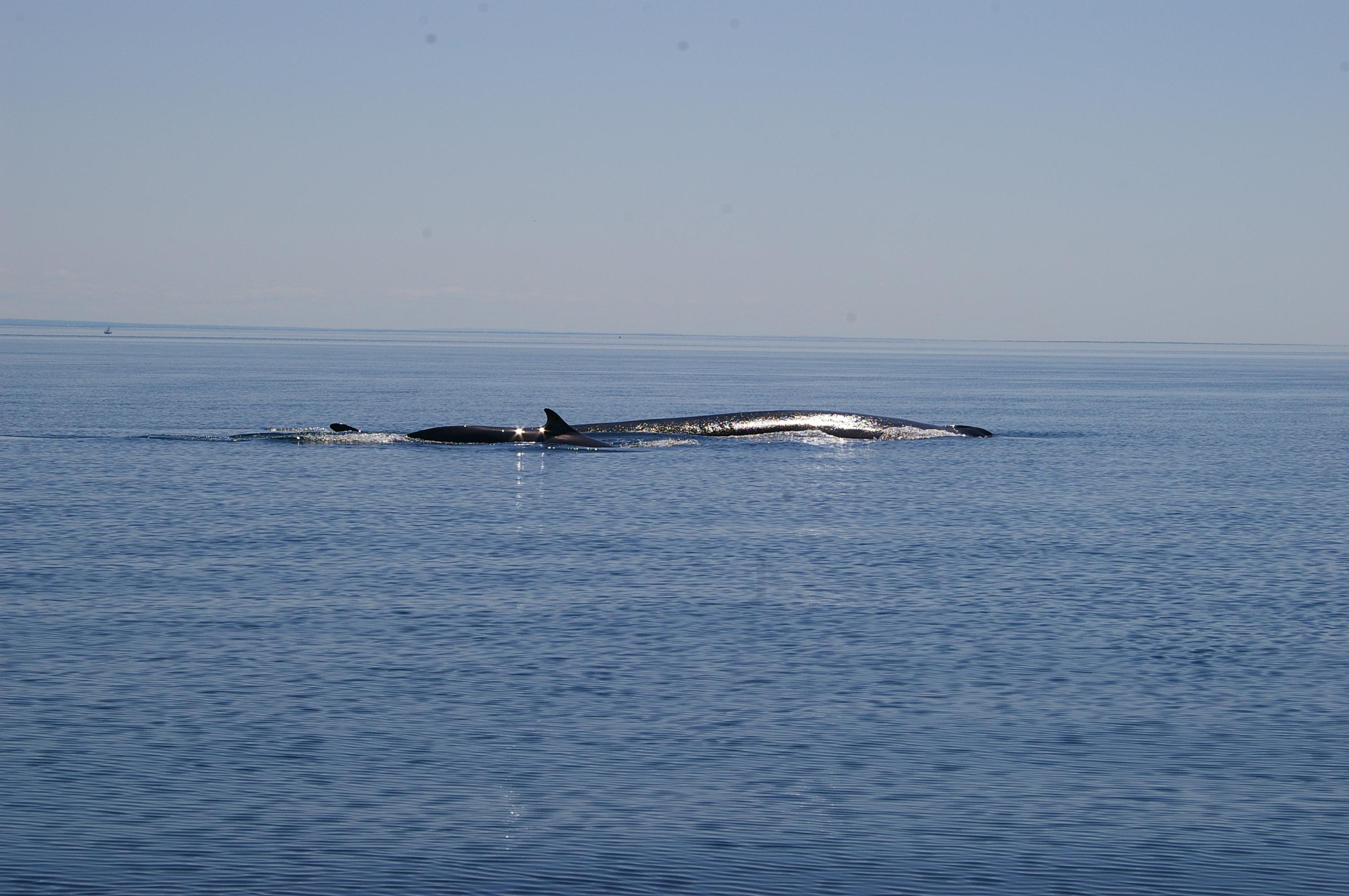 A la rencontre des orques et des baleines à Telegraph Cove