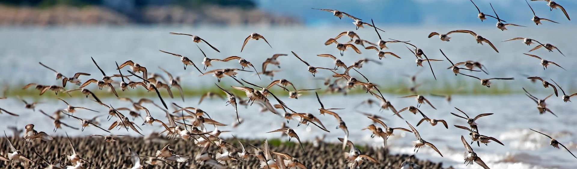 Périple en Nouvelle Ecosse et sur l'île du Prince Edouard