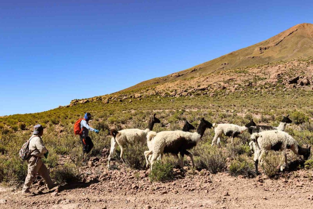 Les pépites de notre spécialiste Florence en Bolivie !