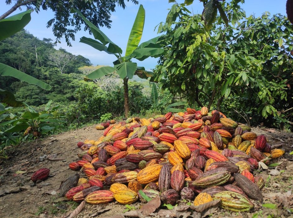 Pourquoi Sao Tomé s'appelle l'île Chocolat ?