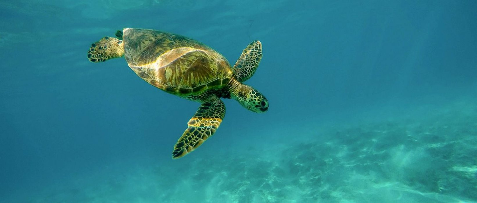 Où peut-on observer les tortues de façon responsable ?
