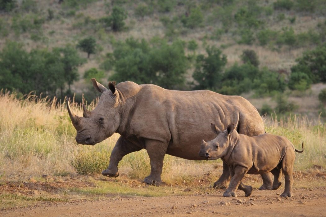 Où voir des rhinocéros en Afrique du Sud et lutter contre leur braconnage ?