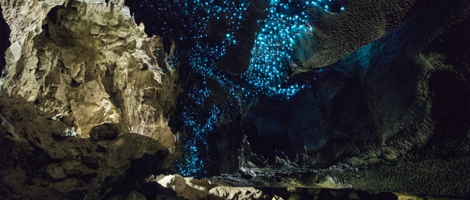 La magie de la bioluminescence
