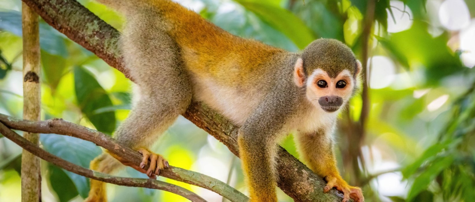 Un noël solidaire au cœur de l'Amazonie
