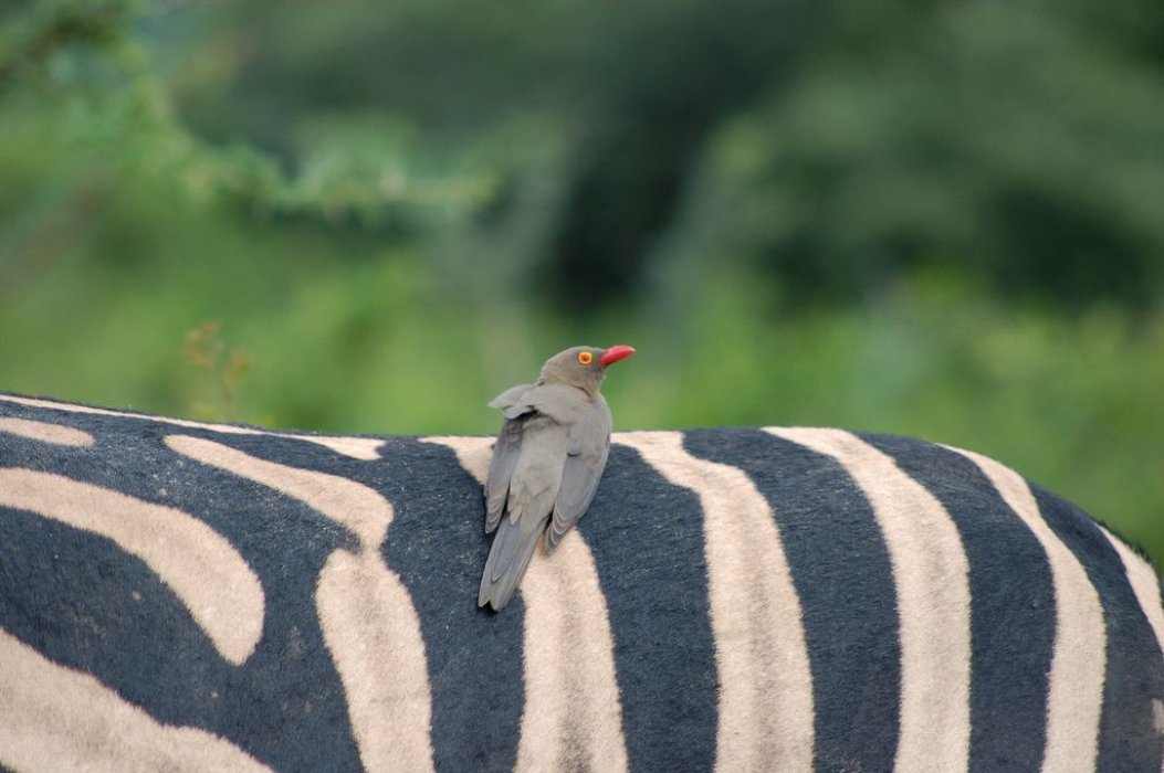 Qu'est-ce que le parc Kruger et quand le visiter ?