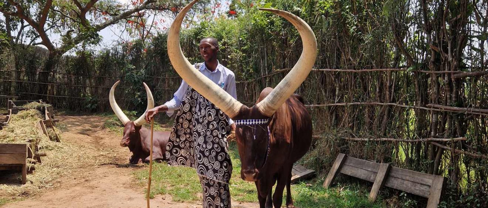 Le jour où j'ai rencontré des gorilles au Rwanda